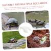 TOGEVAL Abs Turtle Swimming Platform view 2