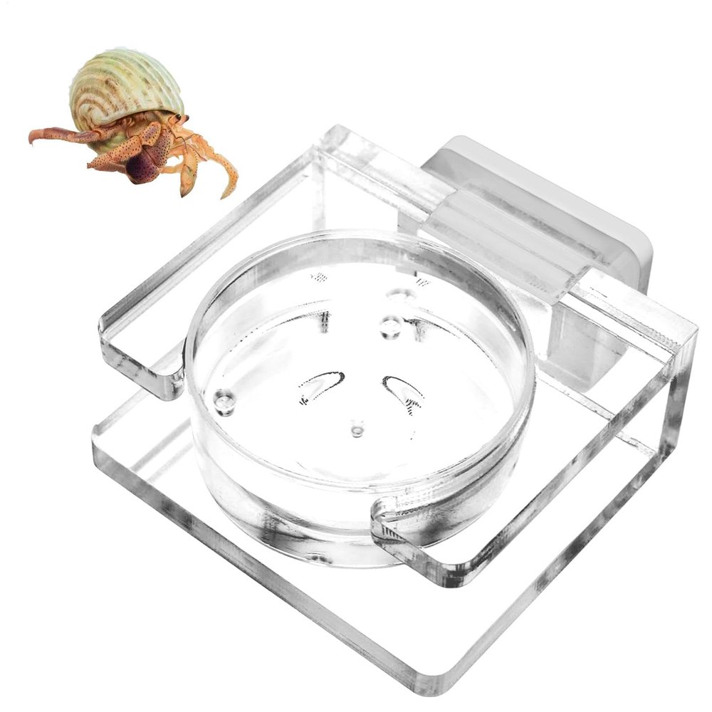 Feeding Bowl for Jumping Spiders