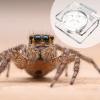 Feeding Bowl for Jumping Spiders view 2
