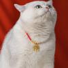 New Year Pet Collar with Gold Lock or Bell, Adjustable view 2
