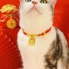 New Year Pet Collar with Gold Lock or Bell, Adjustable view 3