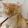 Generic Chew Sticks for Dogs - Natural Teething Treats for Puppies view 2
