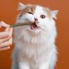 Generic Chew Sticks for Dogs - Natural Teething Treats for Puppies view 3