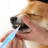 Qkbuza Dog Tooth Repair Kit view 2