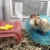 Hamster Water Bottle, Automatic No-Drip Dispenser for Small Animals view 3