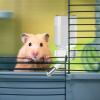 Hamster Water Bottle, Automatic No-Drip Dispenser for Small Animals view 4