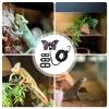 Harness for Bearded Dragons and Reptiles view 4
