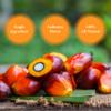 Ghana Heritage 100% Red Palm Oil, 2,000 mL view 2