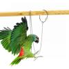 Parrot Training Ring view 3