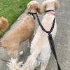 Reflective Dual Dog Leash with Elastic Bungee Splitter for Large Dogs view 2