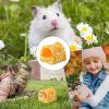 Cozy Rabbit Hideout Hamster House view 4
