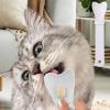 Goowafur Pet Feeder Spoon view 2