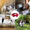 Dog and Cat Collar with Removable Bell view 4