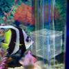 MILISTEN Aquarium Fish Breeding Box view 4