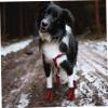 BUGUUYO 4-Pack Non-Slip Pet Socks view 3