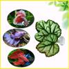 Betta Fish Leaf Hammock view 2