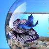 Betta Fish Pad view 3