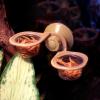 HYROOY Suction Cup Feeder view 2