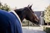 Kentucky - Fleece Show Heavy Sweat Rug, Navy, 100-5'0 view 3