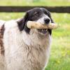 Durable Dog Toy - Portable Chew for Indoor Pets view 3