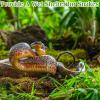 Halatool 100g Sphagnum Moss for Reptiles view 4