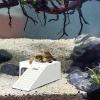 Turtle Ramp - Durable and Stable view 2