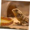 Happyyami Resin Reptile Food Bowl, Yellow, Realistic Appearance view 2