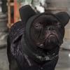 Dog Winter Hat with Ear Covers for Small and Medium Dogs view 3