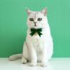 NVOQILIN Christmas Collar for Dogs with Bow Tie view 3