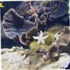 Sosoport 16-Piece Aquarium Decoration Ornaments view 4