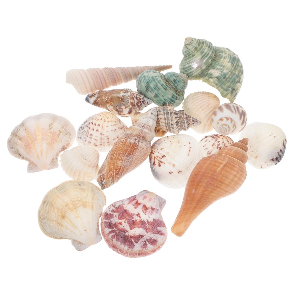 BESPORTBLE Natural Aquarium Decoration Shell