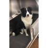Stainless Steel Dog Grooming Station with Left Door view 4