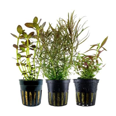 AquaOne Aquarium Plants - 3x Colorful Water Plants