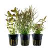 AquaOne Aquarium Plants - 3x Colorful Water Plants view 1