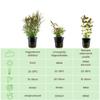 AquaOne Aquarium Plants - 3x Colorful Water Plants view 2