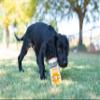KIWI WALKER Freeze-Dried Dog Treats | Mixed Flavors (1 Can, Chicken Liver + Spinach + Pumpkin) view 4
