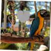 BUGUUYO Hanging Bird Mirror view 4