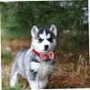 BESPORTBLE 8-Piece Pet Collars with Bow, Valentine's Day Ribbon Accessory for Dogs and Cats, Random Style view 4