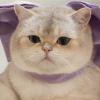 AWOCAN Cat Collar with Large Bow, Adjustable, Breakaway view 2