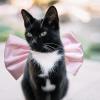 AWOCAN Cat Collar with Large Bow, Adjustable, Breakaway view 4