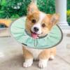 Comfortable Kitten Cone Collar view 2