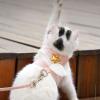 Akozon Cat Harness with Leash view 4
