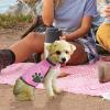 Chaies Reflective Dog Vest for Hunting view 3