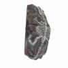 Dinosaur Decoration for Aquariums and Terrariums, Realistic Reptile Decor for Aquariums and Lizard Habitats view 4