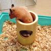 HYROOY Hamster Tunnel view 3