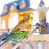 Bird Costume for Small Pets view 2