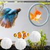 JIEBWCHA Betta Fish Loop view 3