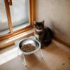 Elevated Stainless Steel Cat Food and Water Bowls view 3