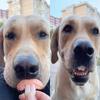 Ymhapp Fake Dog Teeth, Funny Dog Braces Toy, Christmas Costume, Chew Toy, 1 Pc. view 4