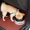 ROYJJ Water Bowl for Dogs and Cats, Car Travel, 750 ml view 2